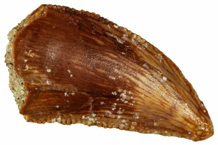 Serrated Raptor Tooth - Real Dinosaur Tooth #299706